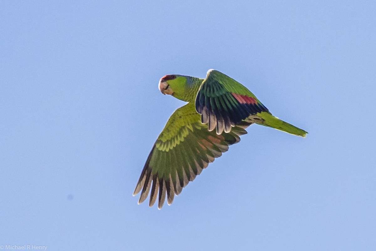 Lilac-crowned Parrot - Michael Henry