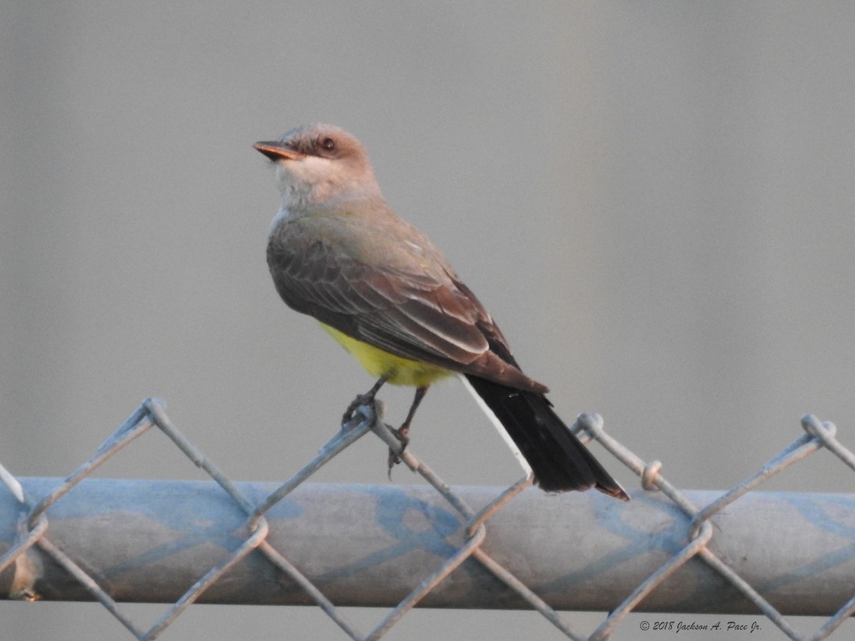 Western Kingbird - ML102272361