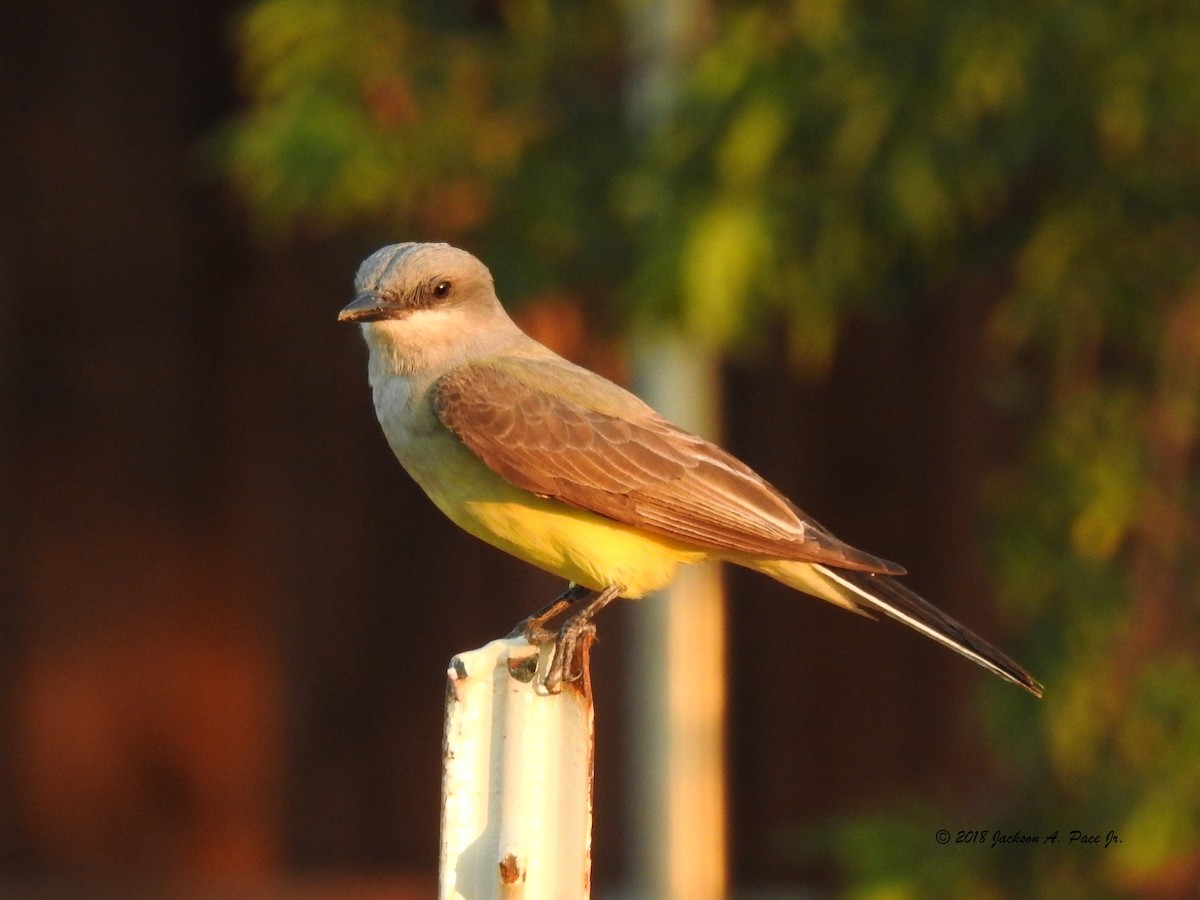 Western Kingbird - ML102272371