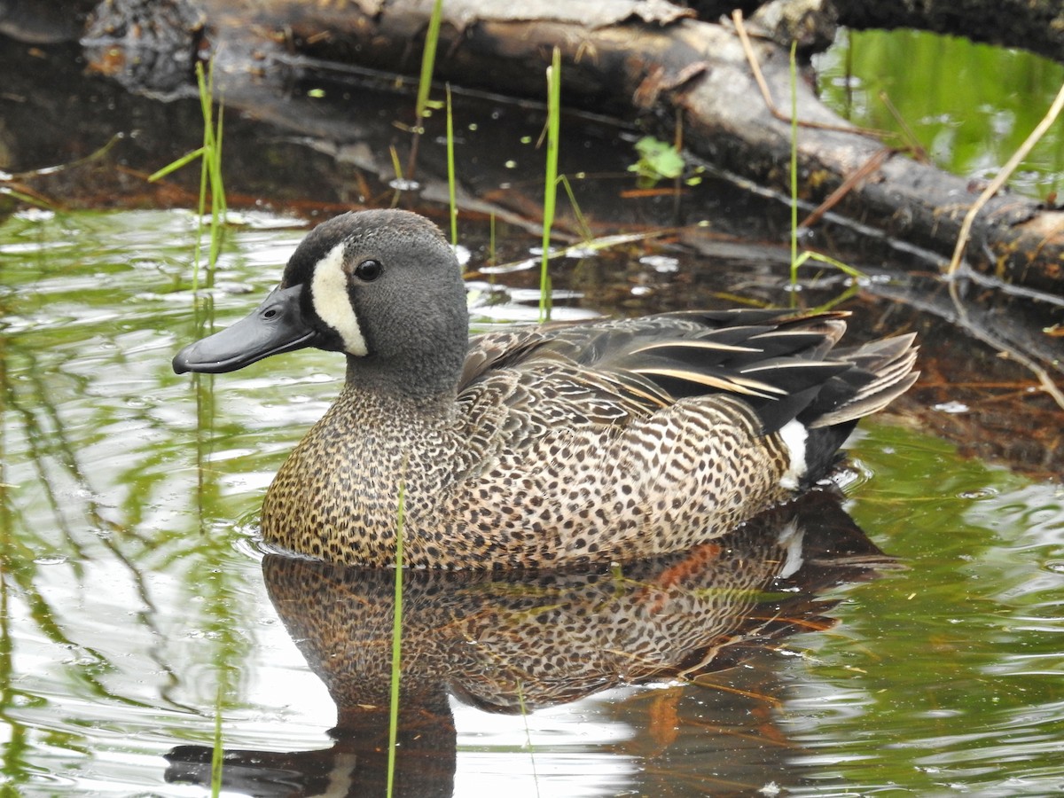 Blue-winged Teal - ML102273191