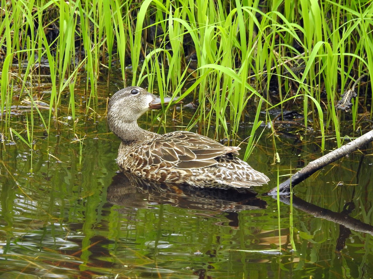 čírka modrokřídlá - ML102273211