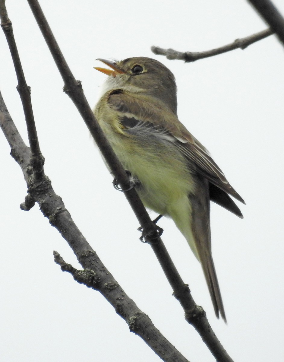 Alder Flycatcher - ML102273381