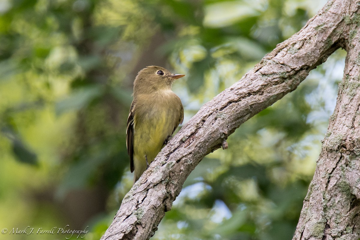 tyranovec žlutobřichý - ML102274761