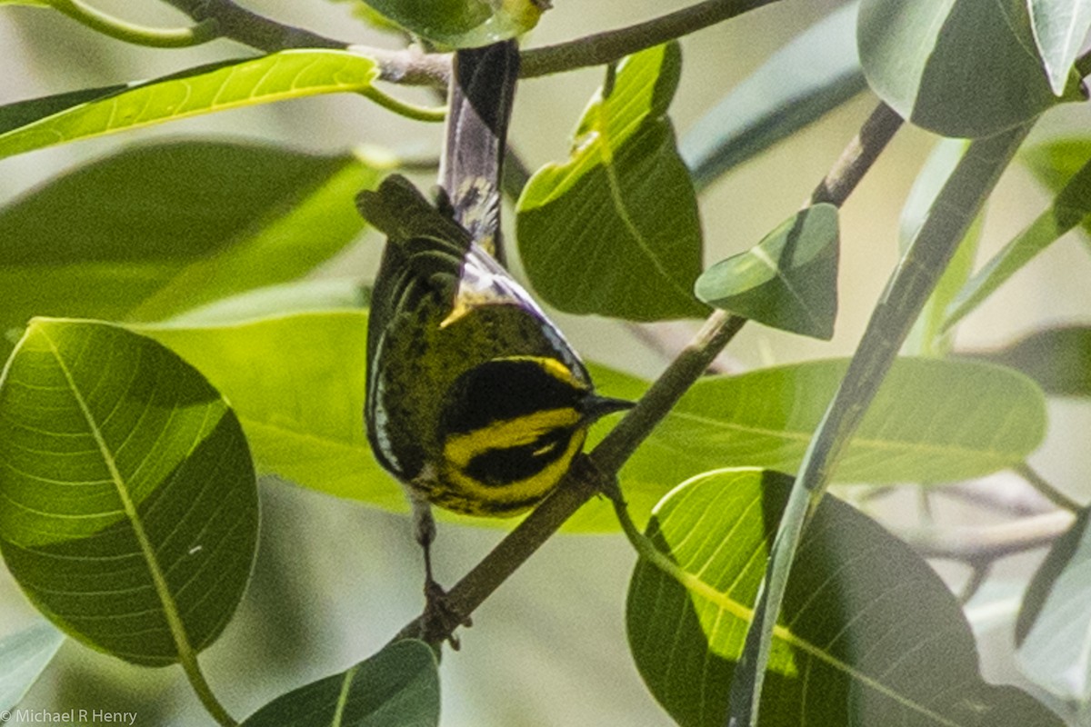 Townsend's Warbler - Michael Henry