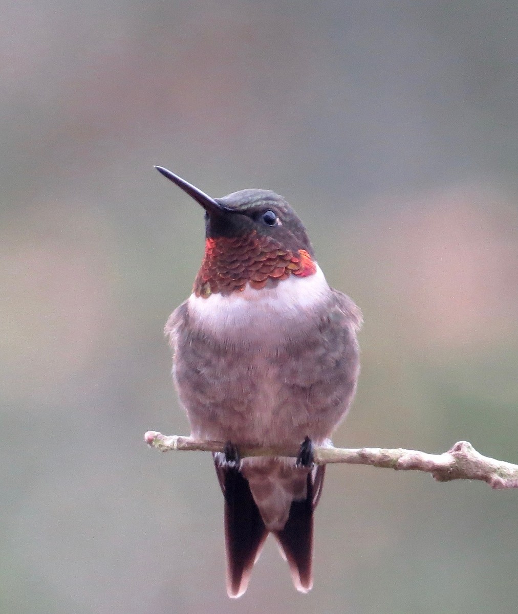 Ruby-throated Hummingbird - ML102276621