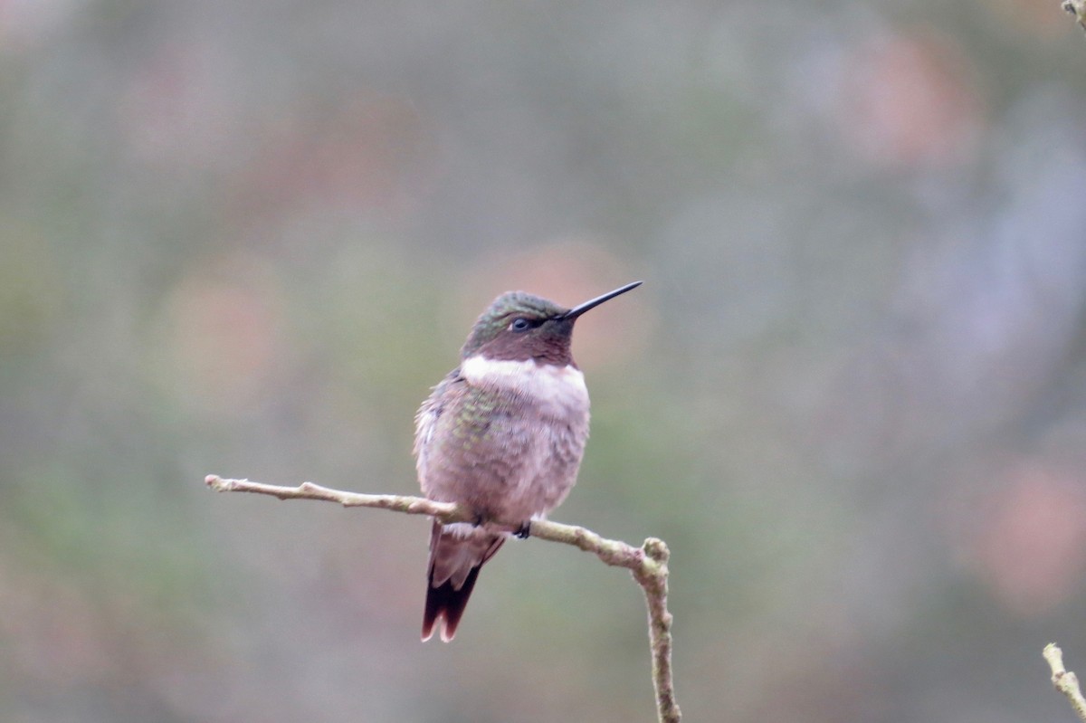 Ruby-throated Hummingbird - ML102276691
