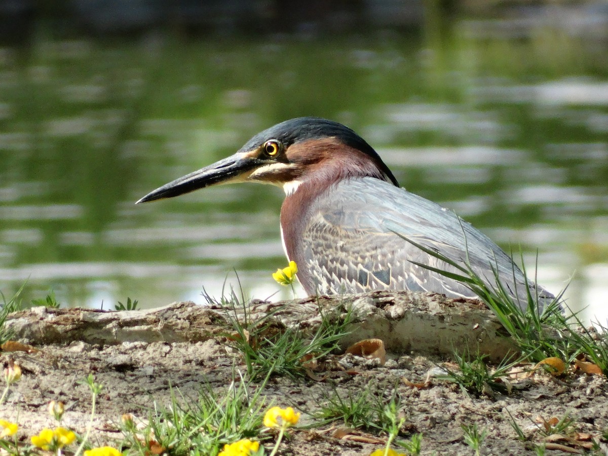 Green Heron - ML102278351