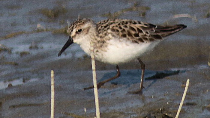 Semipalmated Sandpiper - ML102278361