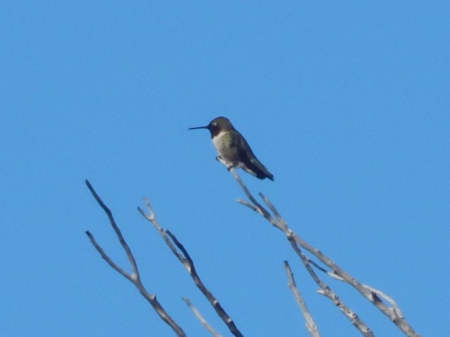 Black-chinned Hummingbird - Jason Fisher