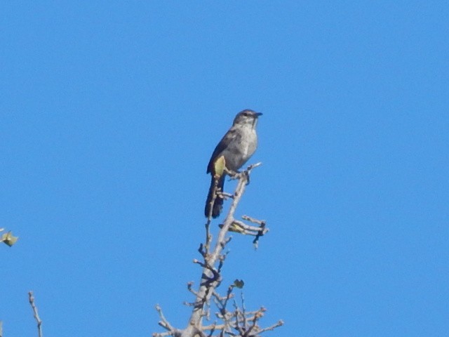 Bewick's Wren - ML102282361