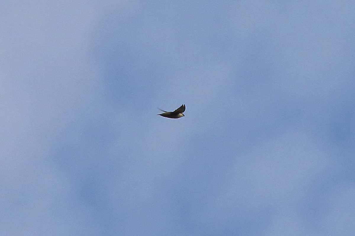 Chimney Swift - Doug Beach