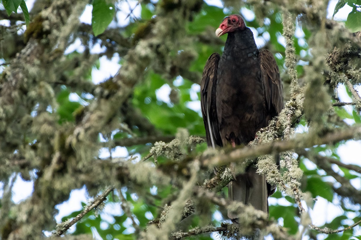 Turkey Vulture - ML102283231