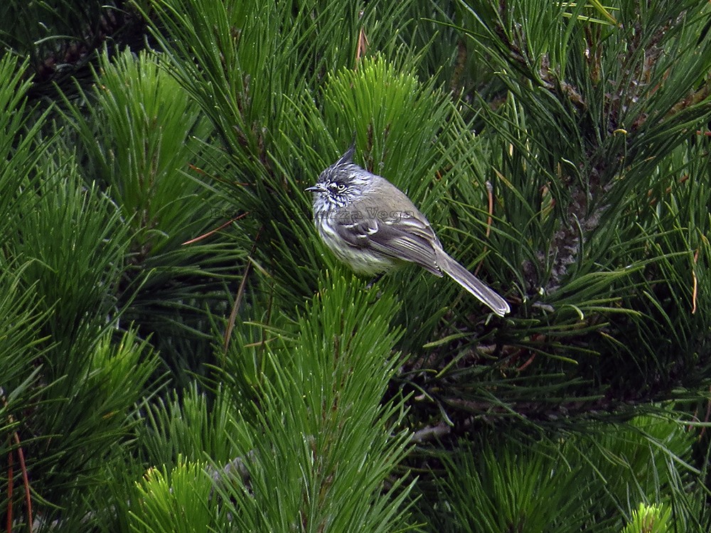 Tufted Tit-Tyrant - Daniel Galarza Vega