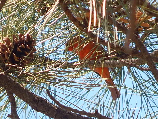 Hepatic Tanager - Jason Fisher