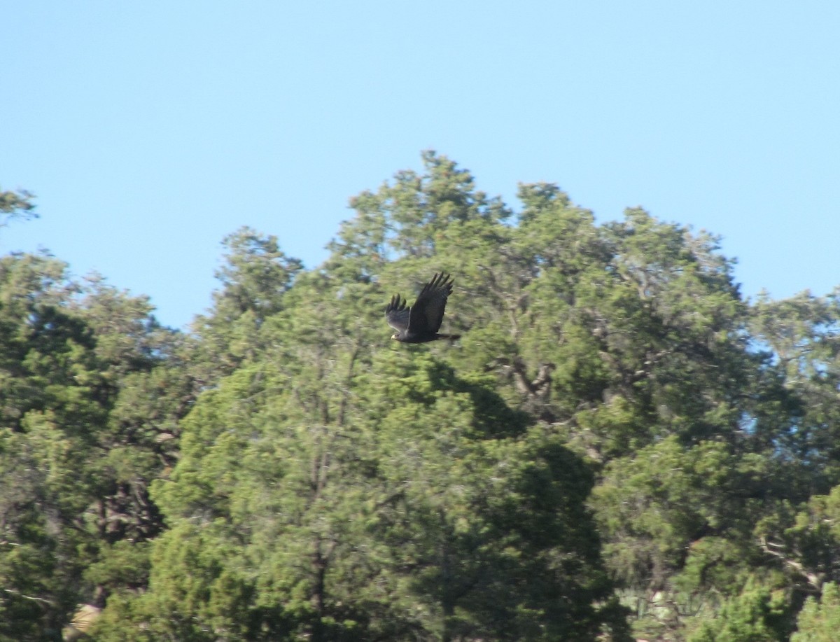 Rußbussard - ML102286321