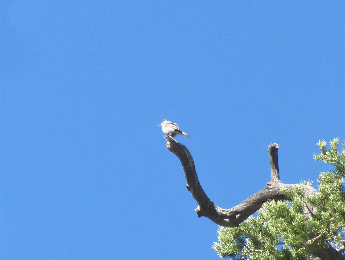 Juniper Titmouse - Ryan Seppala