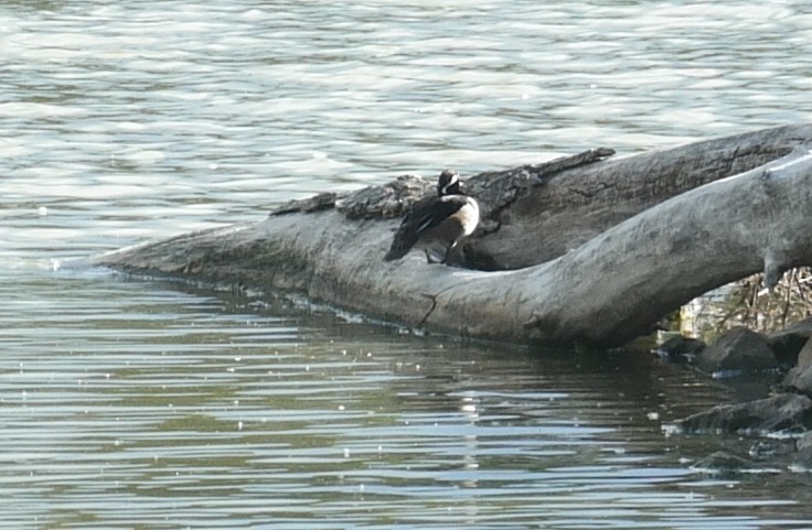 Hooded Merganser - ML102287091