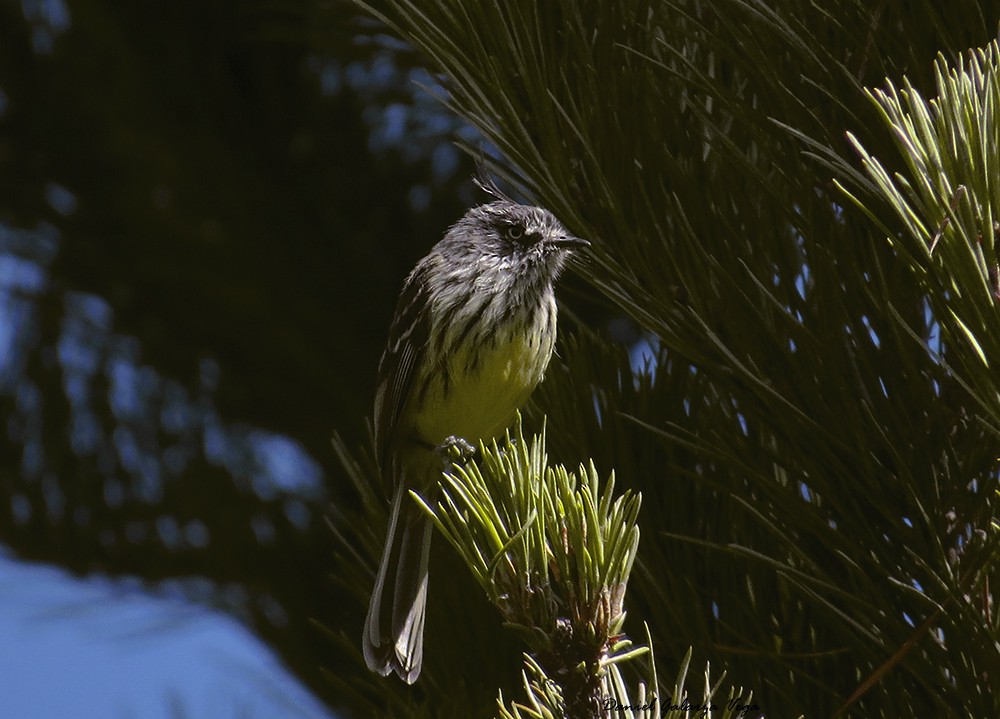 Tufted Tit-Tyrant - ML102287761