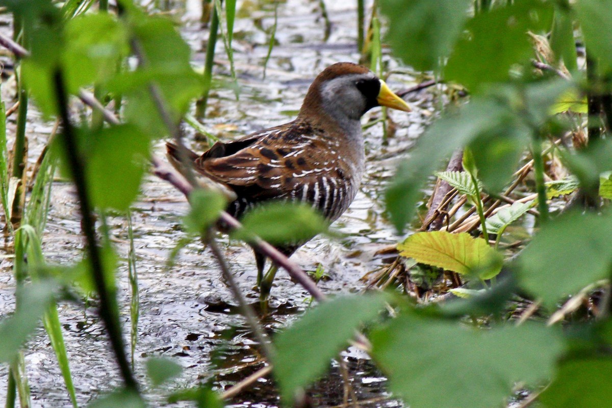 Sora - Lori Charron