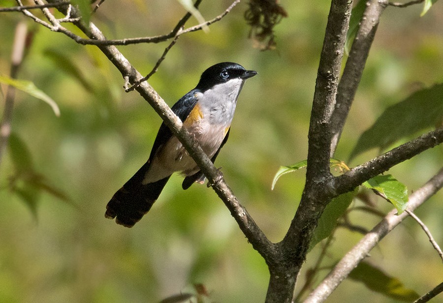 Black-headed Shrike-Babbler - Sam Woods