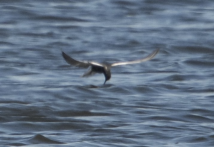 Black Tern - Jerry Ting