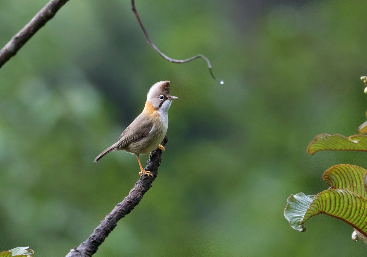 Whiskered Yuhina - Sam Woods