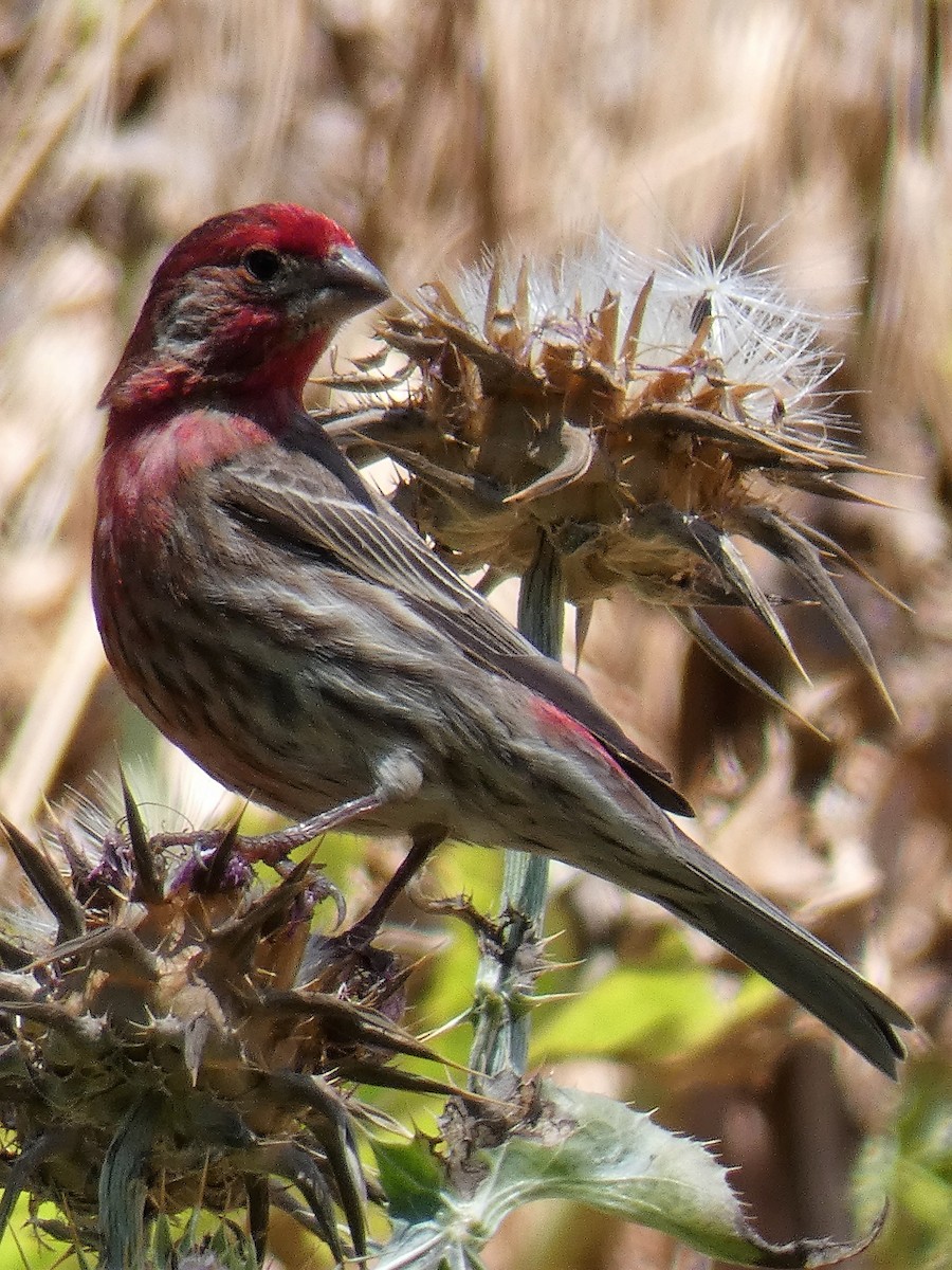 House Finch - ML102291601
