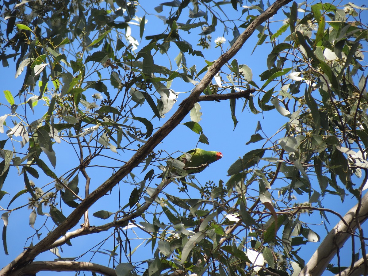 Musk Lorikeet - ML102293571