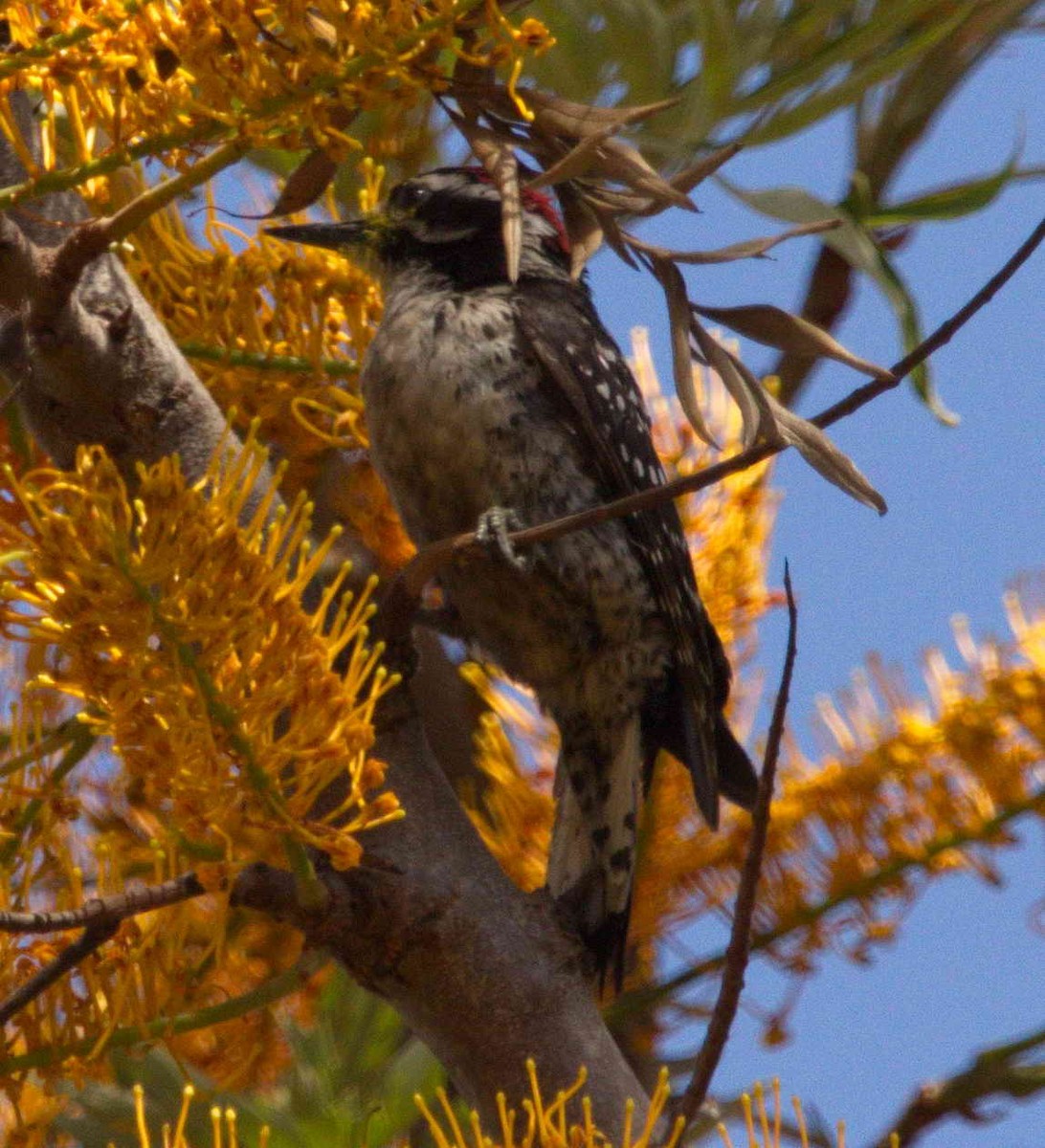 Nuttall's Woodpecker - DAB DAB