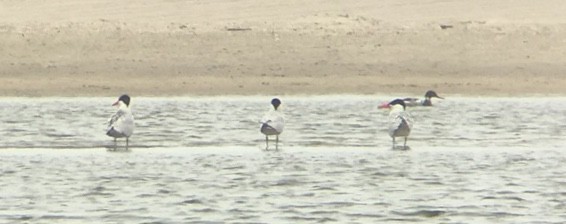 Red-breasted Merganser - John Callender