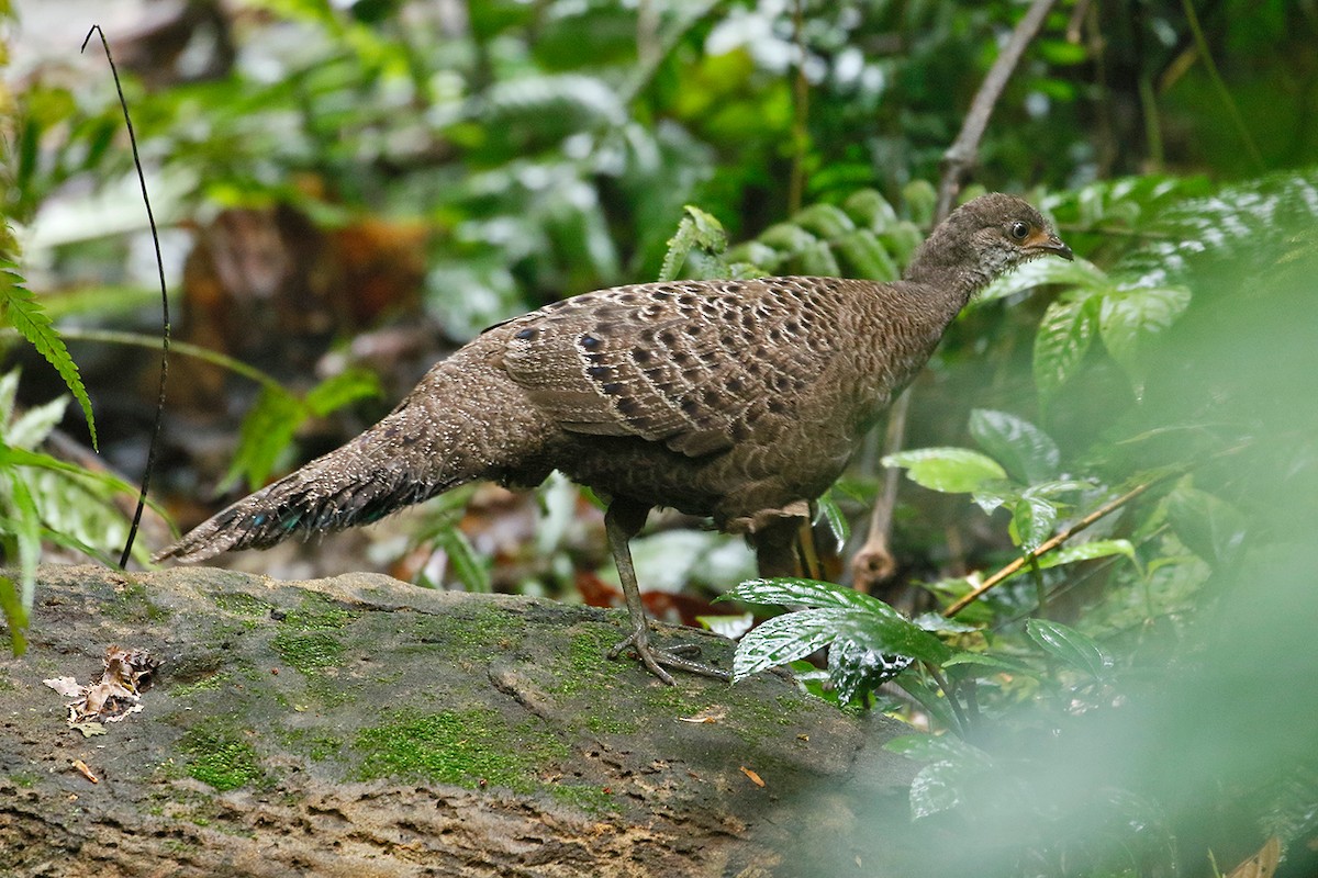 Gray Peacock-Pheasant - Sam Woods