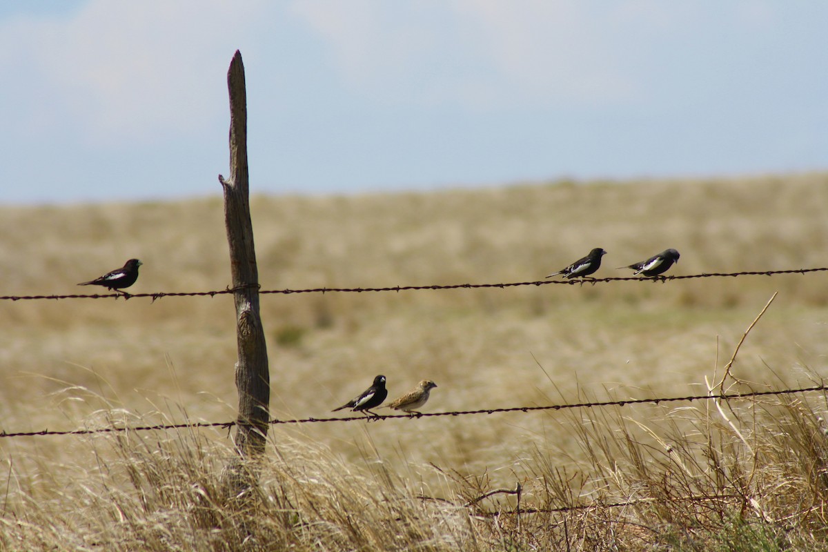 Lark Bunting - ML102294711