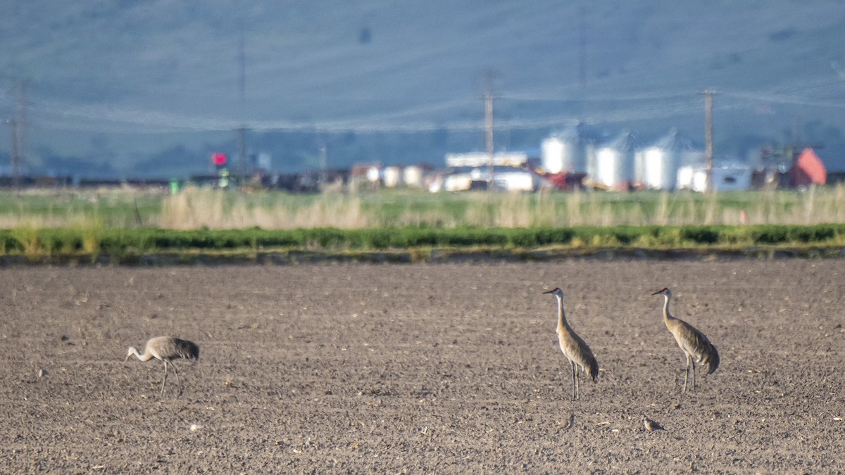 Sandhill Crane - Ernest Rowley