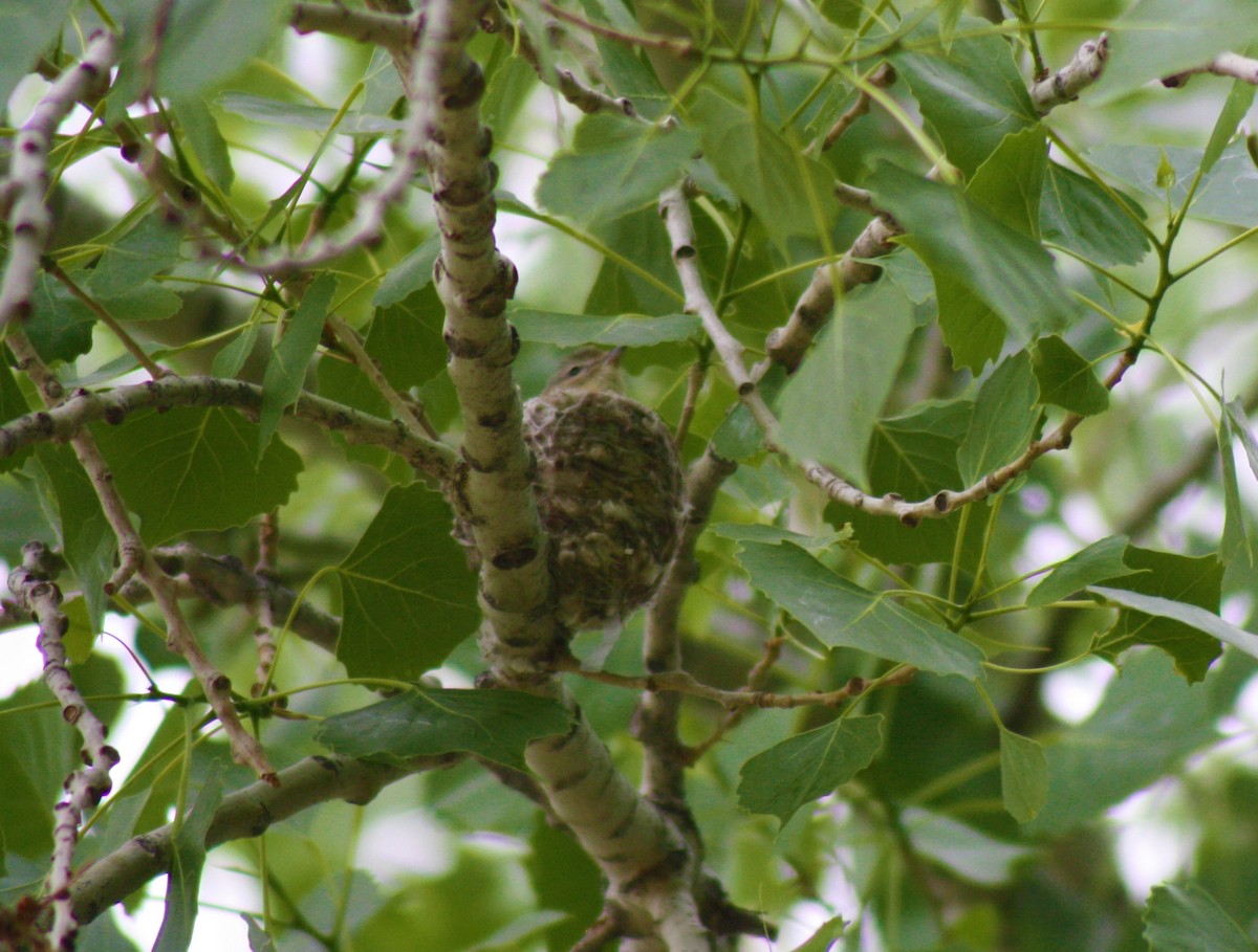 Warbling Vireo - ML102295081