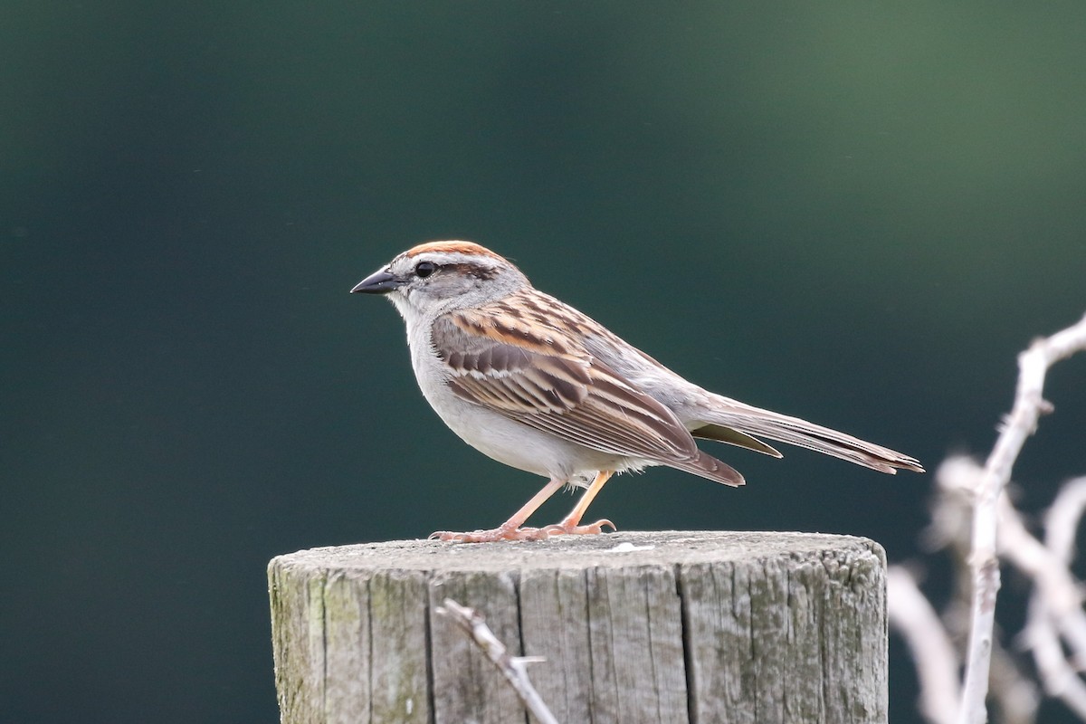 Chipping Sparrow - ML102295431