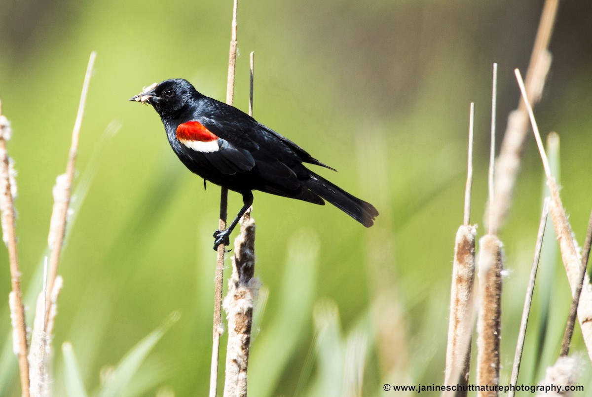 Tricolored Blackbird - ML102295771