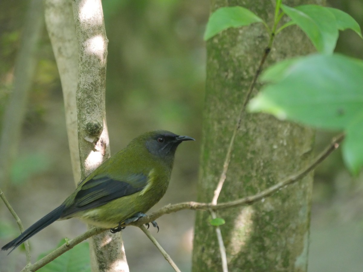 New Zealand Bellbird - ML102295941