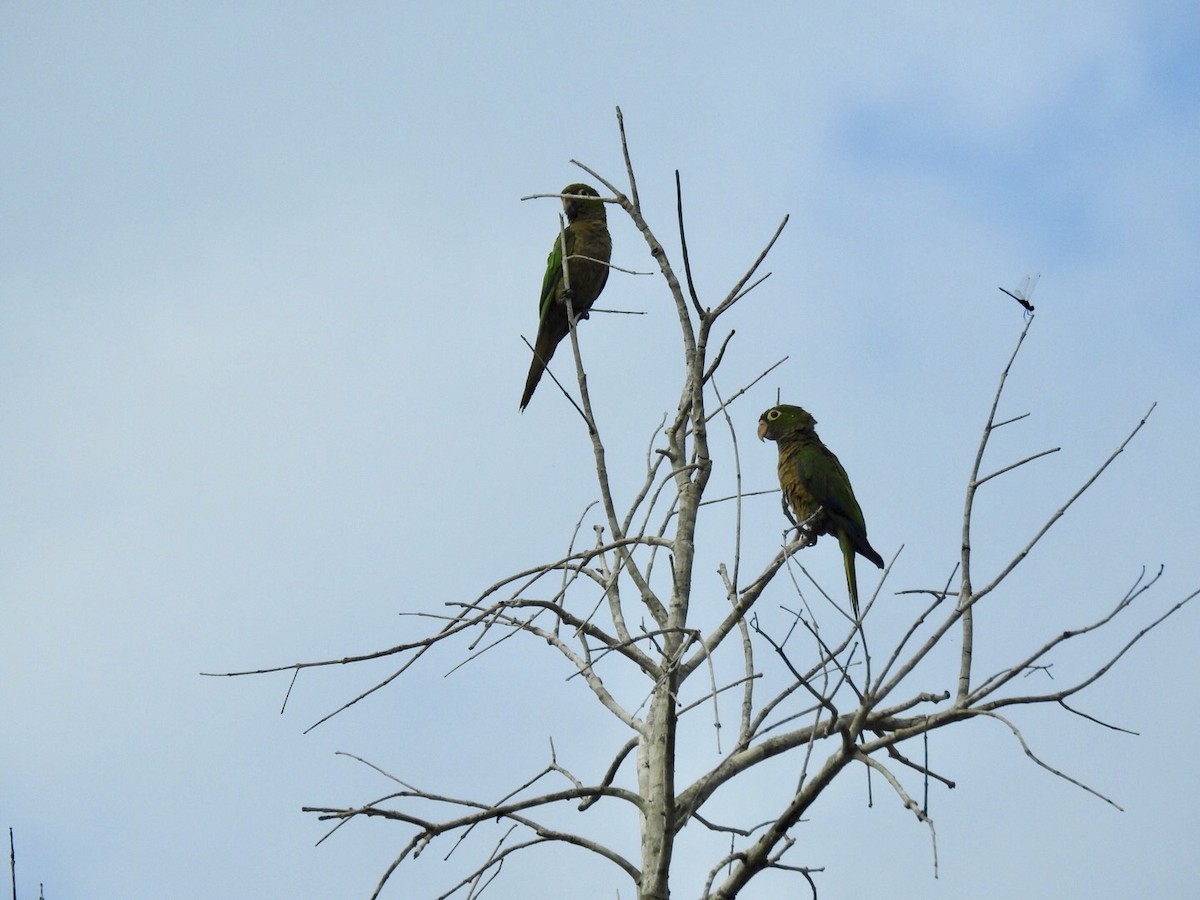 aratinga jamajský (ssp. astec/vicinalis) - ML102296521