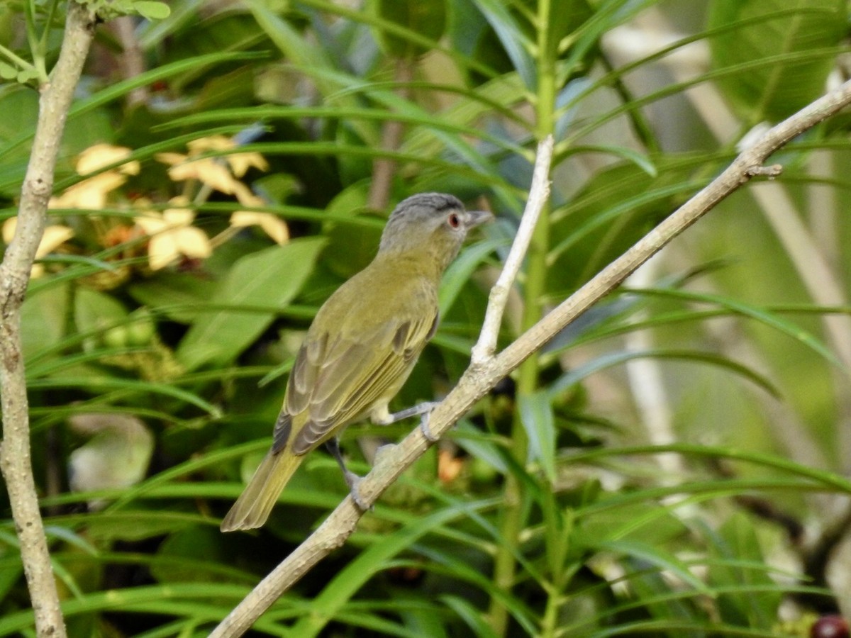 Yellow-green Vireo - ML102296561