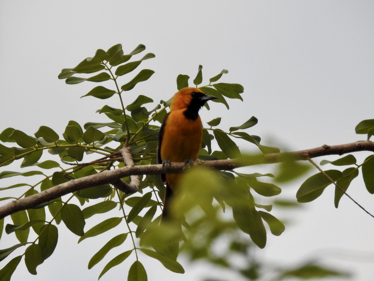 Hooded Oriole (igneus) - ML102296631