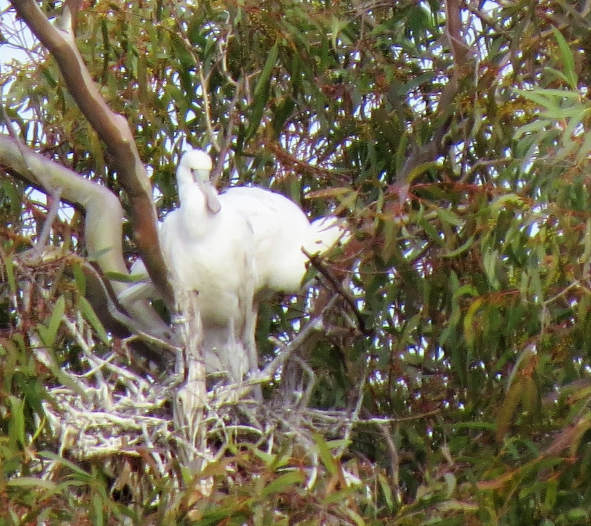 Yellow-billed Spoonbill - ML102296751