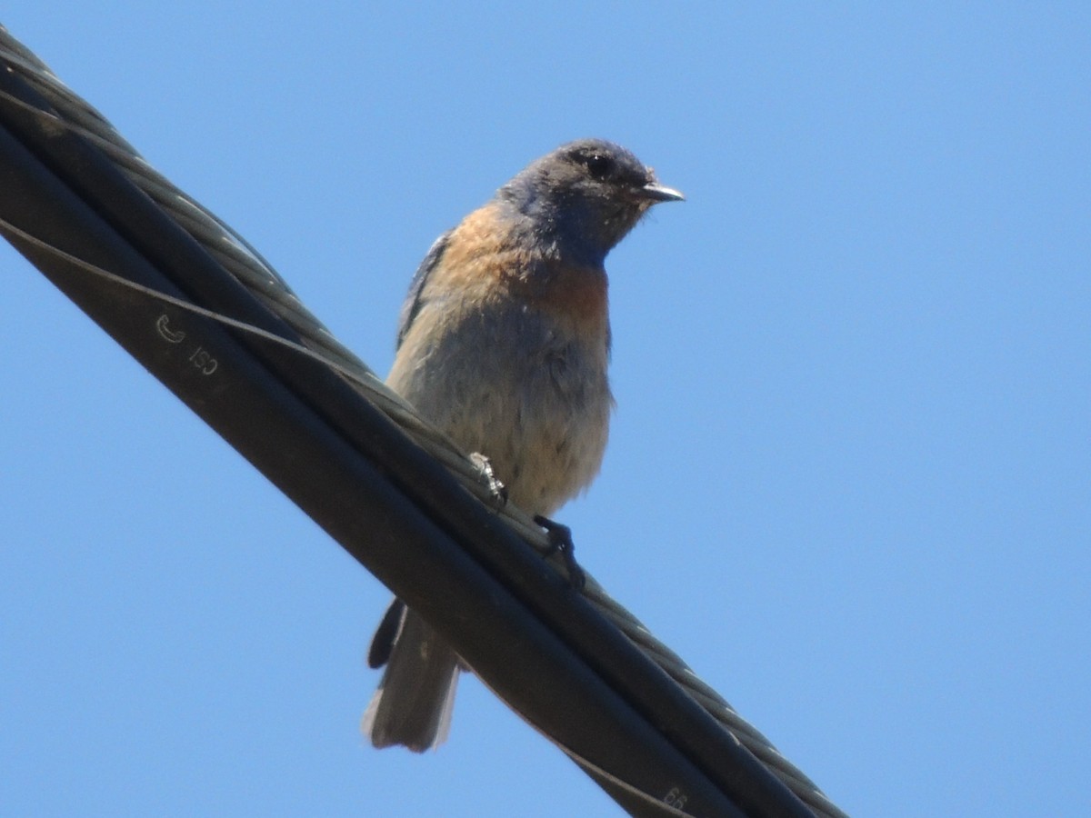 Western Bluebird - ML102297731