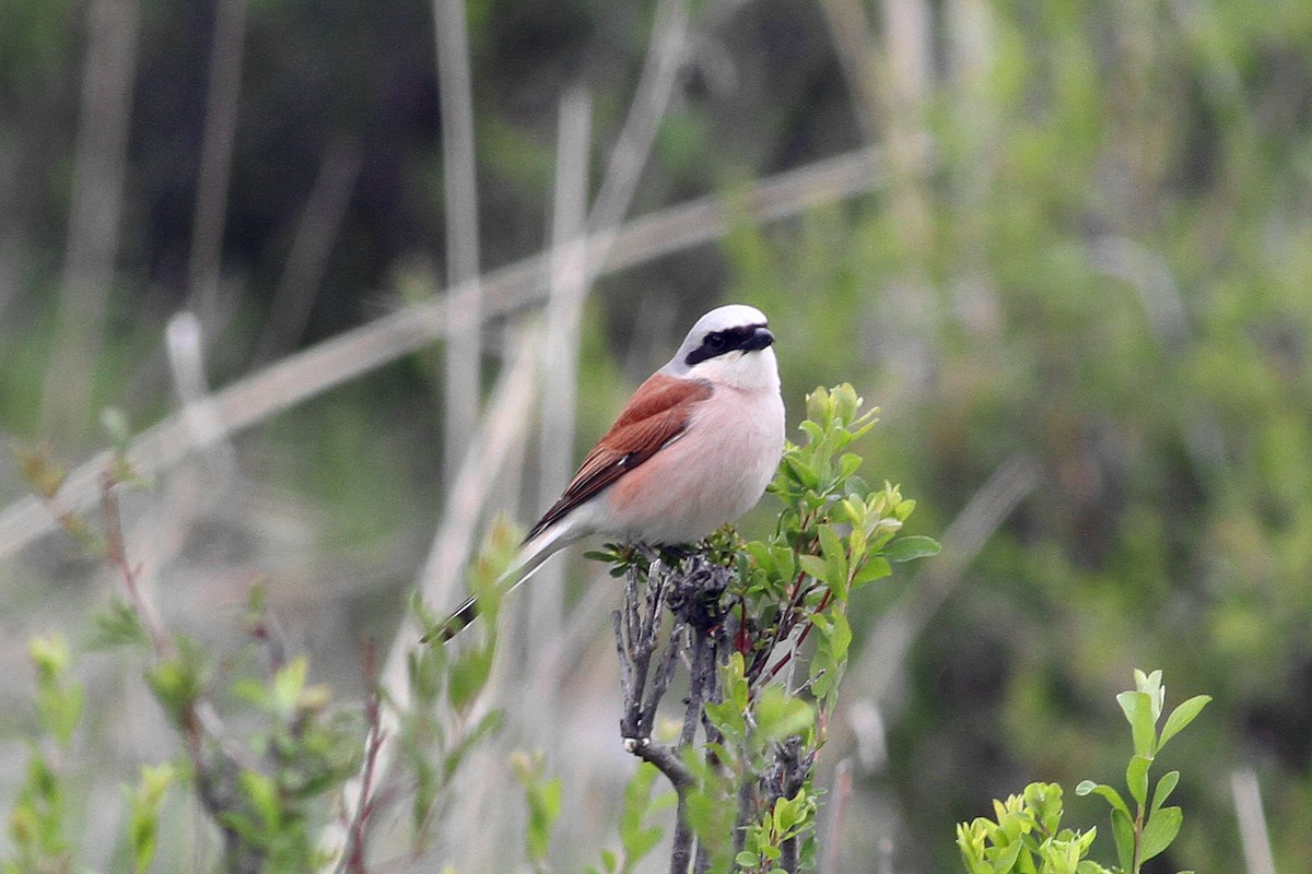Red-backed Shrike - Min Zhao