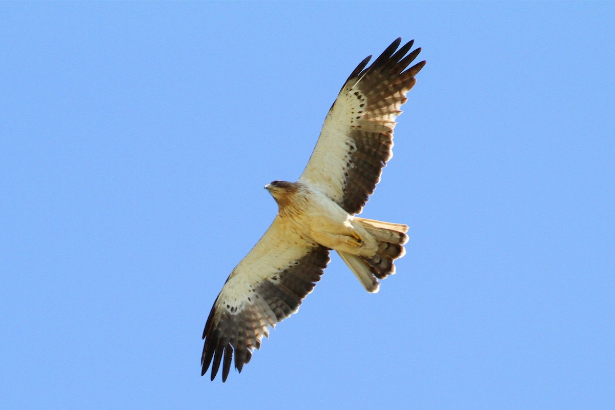 Águila Calzada - ML102299041