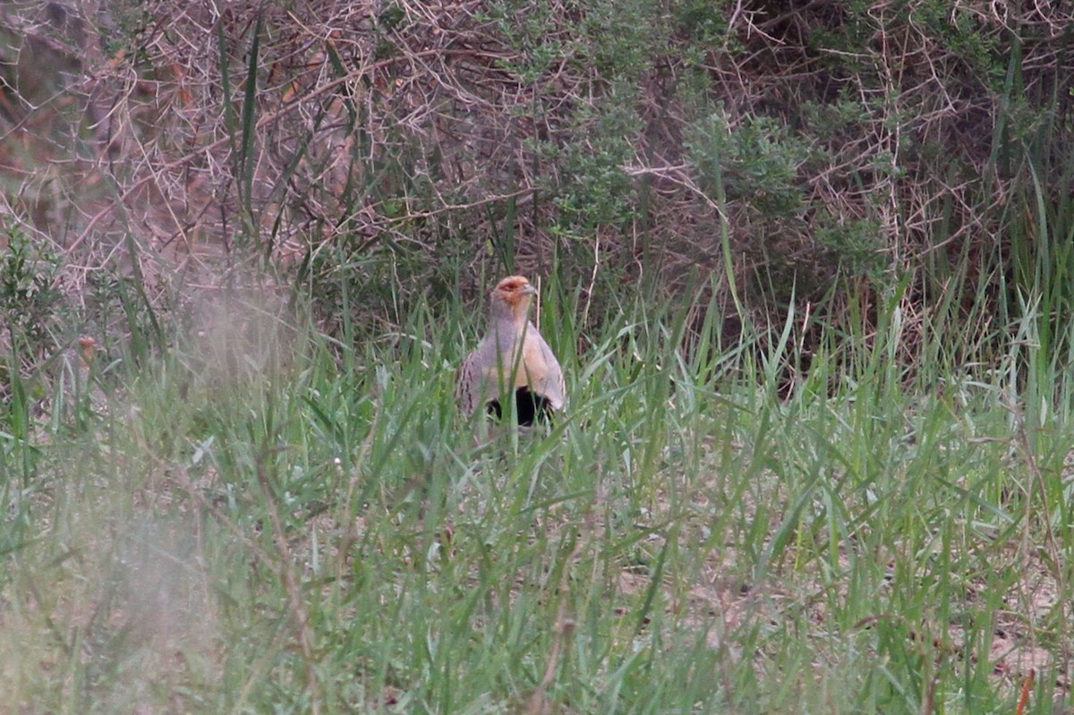 Daurian Partridge - ML102299251