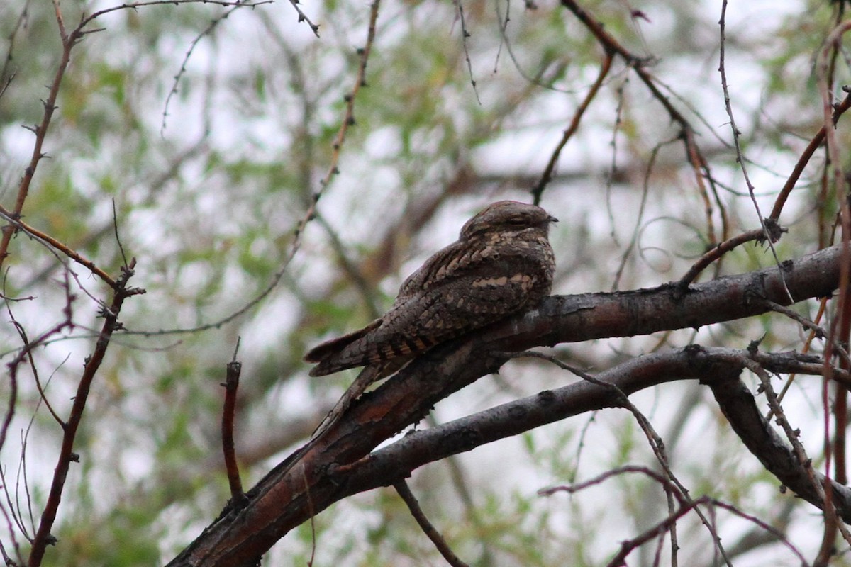 Eurasian Nightjar - ML102299261