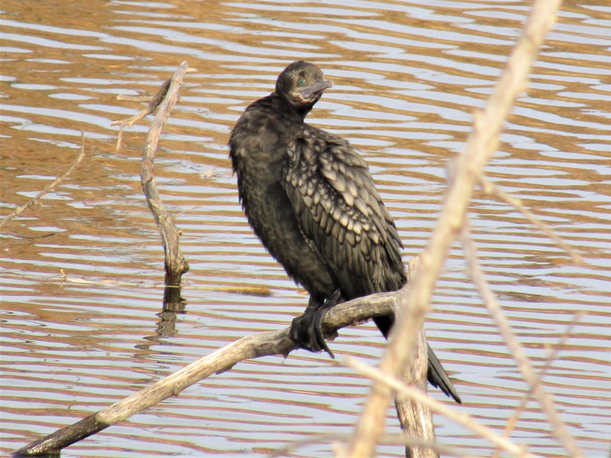 Little Black Cormorant - ML102300211