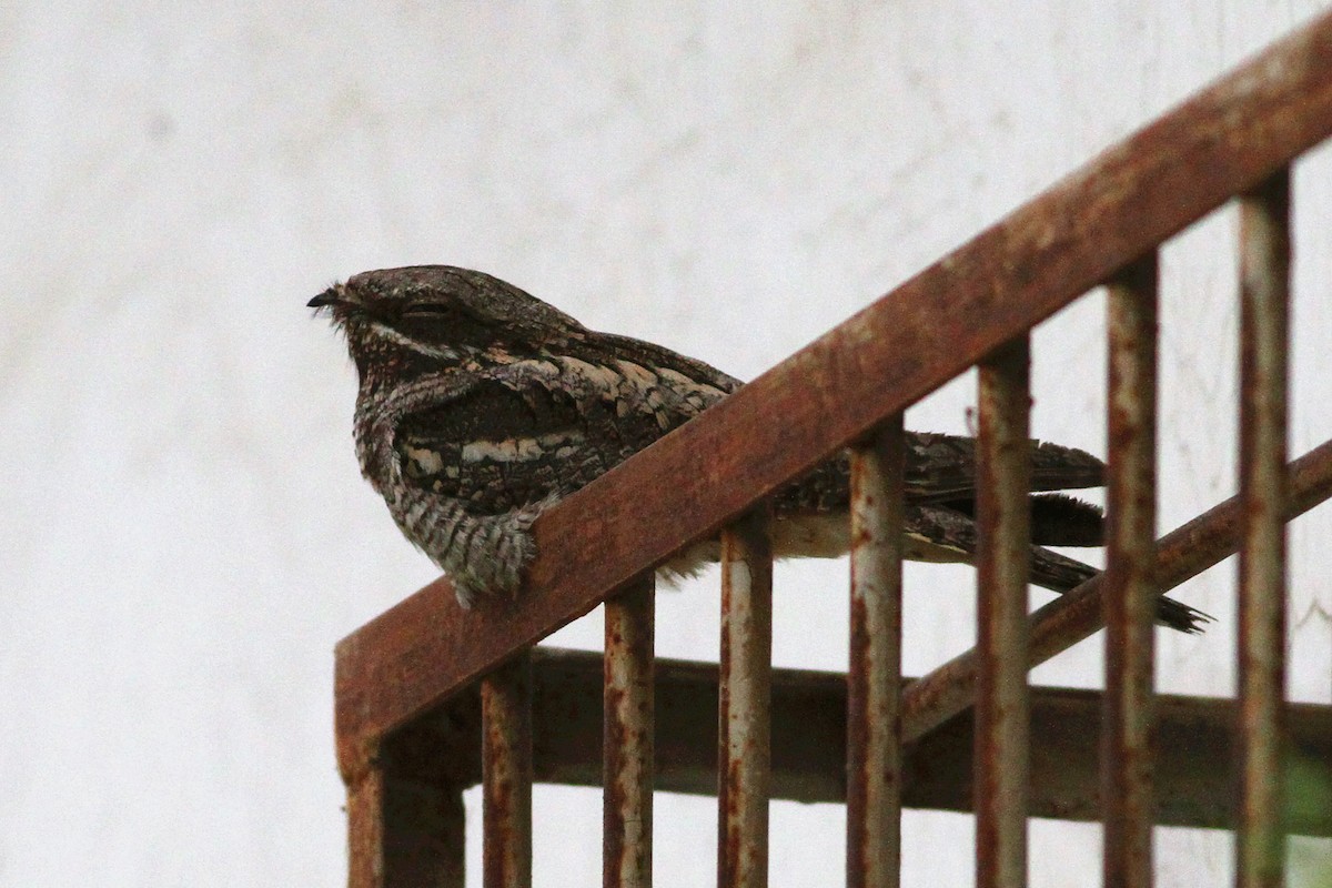 Eurasian Nightjar - Min Zhao