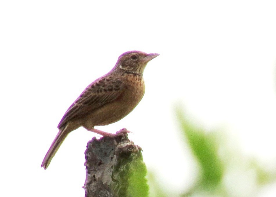 Flappet Lark - ML102301711