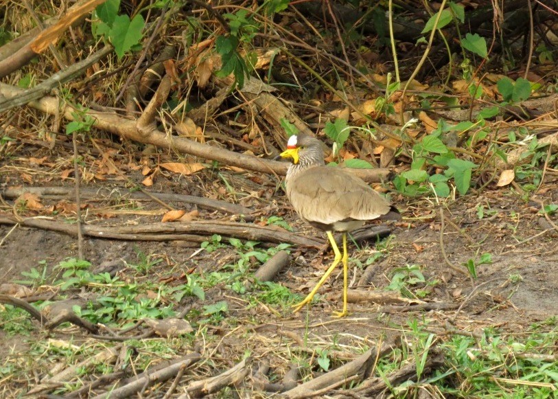 Wattled Lapwing - ML102301911